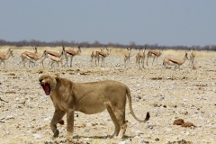 IMG_1640-copy_resize